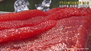 アラスカ産の紅鮭筋子が初入荷　仙台市中央卸売市場