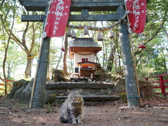 ねこ検定公式ガイドＢＯＯＫより　（写真＝南幅俊輔）