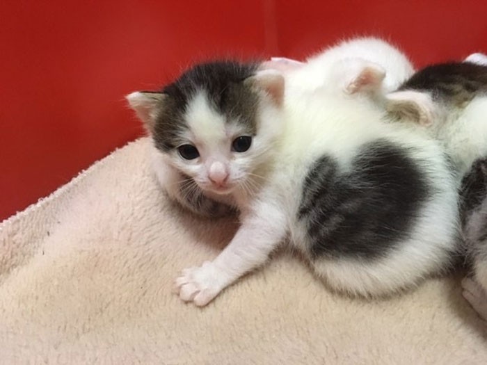 そして5匹を出産、ママのミルクですくすくと育ちました。
（＠haollinさん提供）
