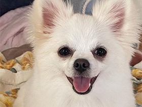 ニコニコ笑顔でおはよー！起きたよー　MIX犬の「ひめ」