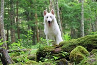 『もののけ姫』のワンシーンみたい（画像提供：Rookieさん @kainehenalu）