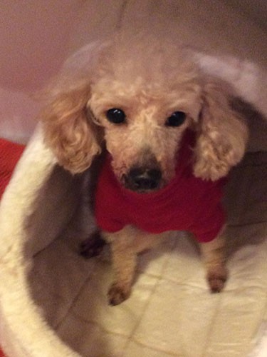 家に来た時は毛がまばらで尾を巻き込みずっと震えていたコナ（理恵さん提供）