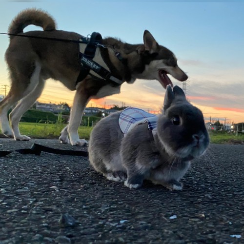 相棒となるウサギの小次郎ちゃんとお散歩（高橋さん提供）