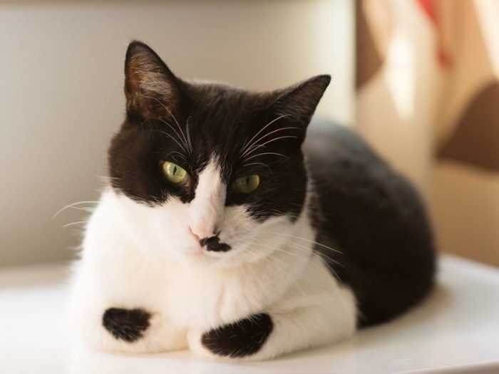 チェストの上もお気に入り（小林写函撮影）