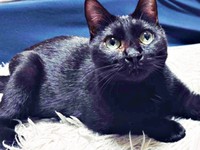 家での暮らしに適応していったしずくちゃん（画像提供：さばりんご。さん）