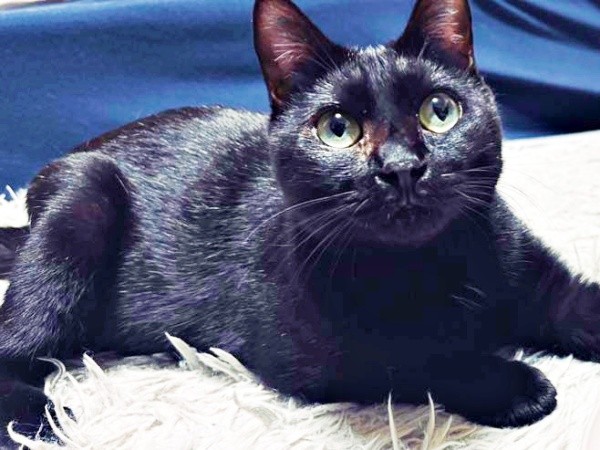 家での暮らしに適応していったしずくちゃん（画像提供：さばりんご。さん）