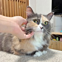 トイレパトロールで飼い主さんをクスッ！ とさせた「なの」ちゃん
