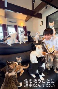 赤石さんが保護した猫ちゃんたち（「NPO法人子猫園ベルソーデシャトンズ」さん提供、Instagramよりキャプチャ撮影）