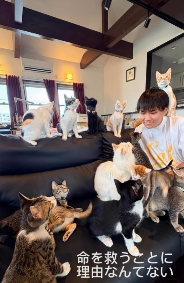 赤石さんが保護した猫ちゃんたち（「NPO法人子猫園ベルソーデシャトンズ」さん提供、Instagramよりキャプチャ撮影）