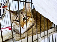 飼い主さんの家に迎えられたあんずちゃん（画像提供：アシメEYEあんずさん）