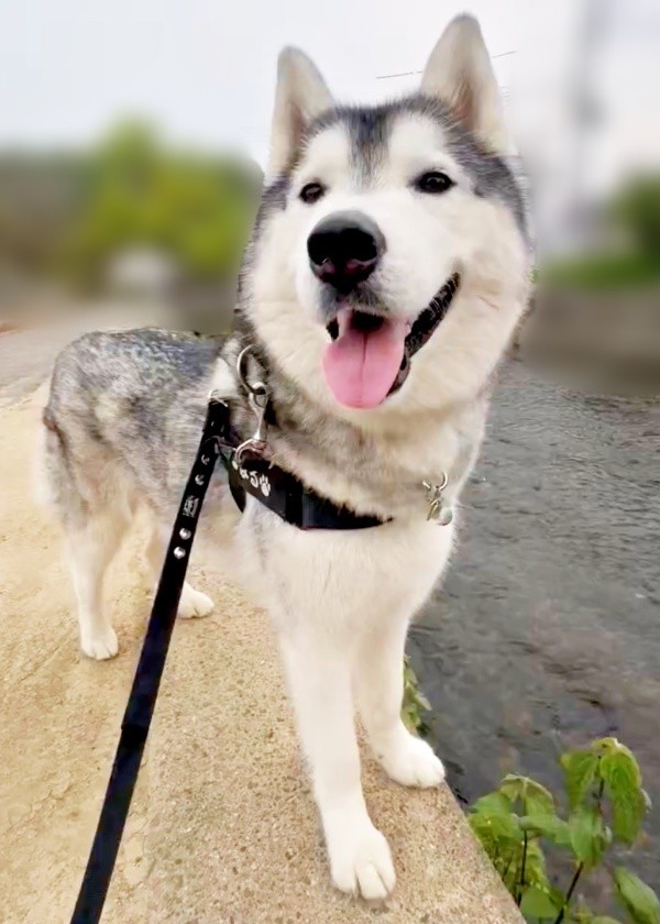 散歩中、川をチェックするはるくん（画像提供：motoさん）