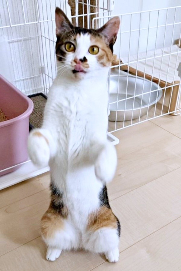 二足立ちになったむすびちゃん（画像提供：くろとらたきびさん）