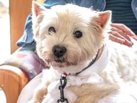 犬の老化のサインを見逃さない！　チェックして、健康で長生き