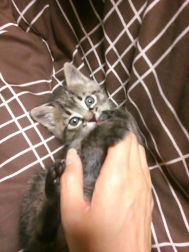 手をかけて甘えるピートくん＝gatita_himawariさん提供
