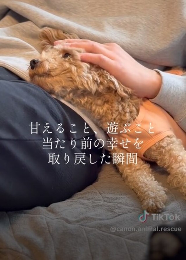 「甘えること、遊ぶこと。当たり前の幸せを取り戻した瞬間」／カノンアニマルレスキューさん（@canon.animal.rescue）提供