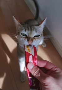 大好きなちゅーるを食べるルルちゃん。「ちゅーるを保存している棚の扉を開けた途端に大騒ぎです。食べるときも必死過ぎて鬼のような顔になっています…」（提供：る さん）