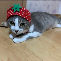 いちごになってみた=猫ちゃんの下僕さん（@okoge_family222）さん提供
