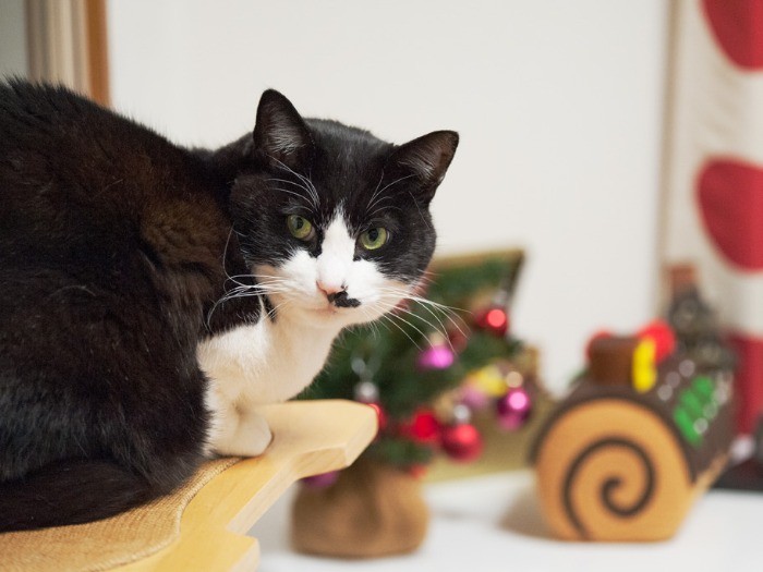 「クリスマス、僕にもサンタは来るのかな」（小林写函撮影）