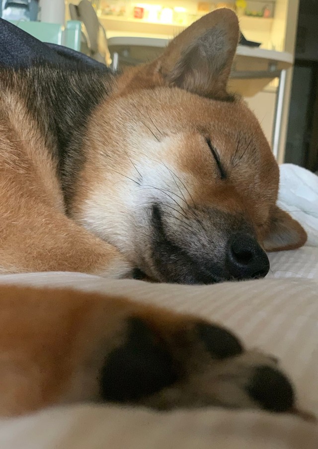 安心しきった表情でぐっすり眠る寝顔に癒されます（胡麻毛の柴犬｢お嬢」さんTwitterより）