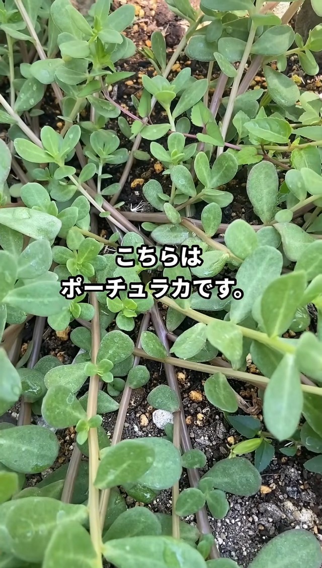 ポーカチュラの茎と葉。"謎の植物"とよく似ている／はこさん（@hakogarden）提供