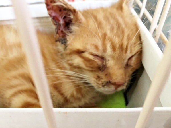 保護当時、激しく衰弱していたツナくん（画像提供：mmmさん）