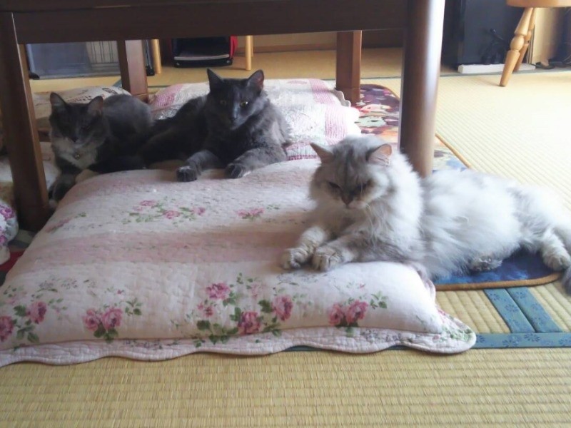 だんだん距離を縮めた３匹