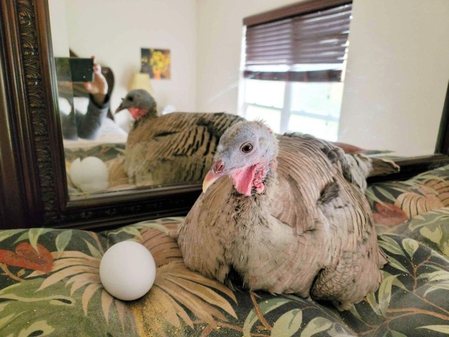 3Dプリンターで作った「ハイテク卵」でコンドルの抱卵データ取得　ある動物園の試み