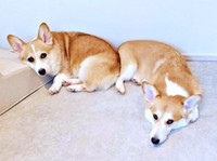 「お尻あい？」 ピトッとお尻をくっ付ける（左から）ニコくん、弟・ハルくん（画像提供：くぅこ@コーギーのいる暮らしさん）