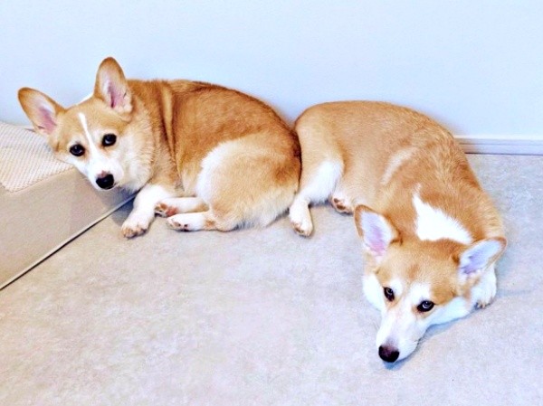 「お尻あい？」 ピトッとお尻をくっ付ける（左から）ニコくん、弟・ハルくん（画像提供：くぅこ@コーギーのいる暮らしさん）