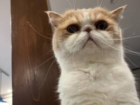 下から見上げないでくださいにゃ～　もふもふで家族に癒やしをくれる猫の「空介」