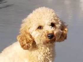 ４匹のトイ・プードルとの暮らし　みんなみんなありがとう！　