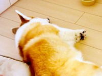 飼い主さんと一緒に遊べなくてご機嫌斜めのカブちゃん（画像提供：ガブちゃんさん）
