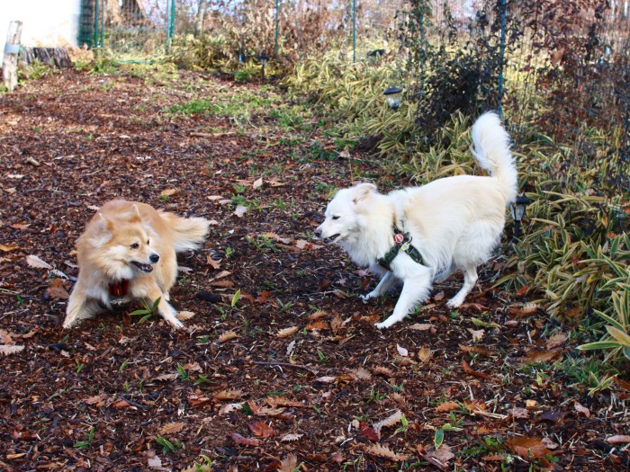今年もドッグランの草刈り頑張った