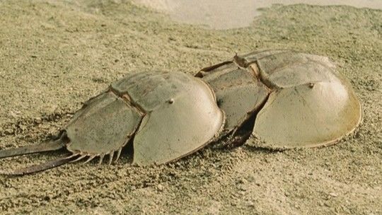 国の天然記念物「カブトガニ繁殖地」で5月に保護啓発運動 岡山・笠岡市