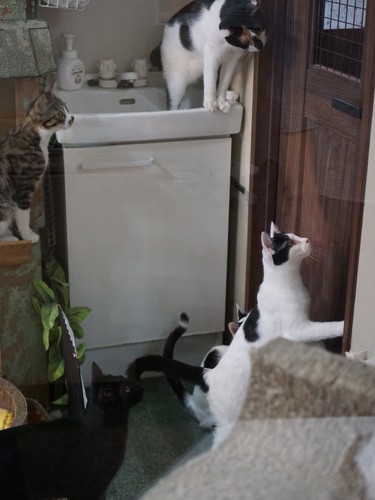 ごはんタイムが近づくとみけお（上）も「はやく～」