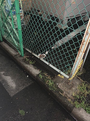 「餌やりのあとはお皿を片付けます」。楊さんが仲間とともに保護（避妊去勢）した猫は今までに80匹以上。子猫は家族を探し、1年で45組マッチングしたそうです（楊さん提供）