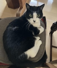 猫　※写真はイメージです