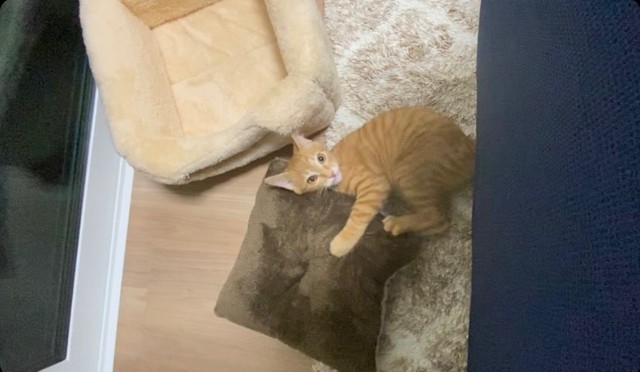 これが運んでいたクッションです。大きい！（提供）