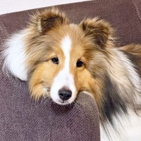 「まゆ」と「かわいい」に反応するガビちゃん（画像提供：ベア&ルチェ&ガビ（まゆ）さん）