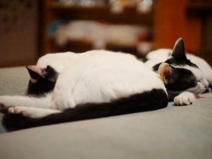 ソファで寝るみぞれと雪見