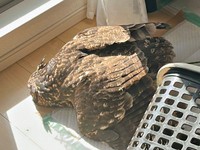 いつもの日向ぼっこスタイル♡ 気持ち良さそうなアルタイルちゃん（画像提供：アフワシのアルタイルさん）