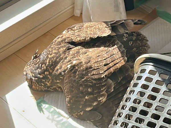 いつもの日向ぼっこスタイル♡ 気持ち良さそうなアルタイルちゃん（画像提供：アフワシのアルタイルさん）