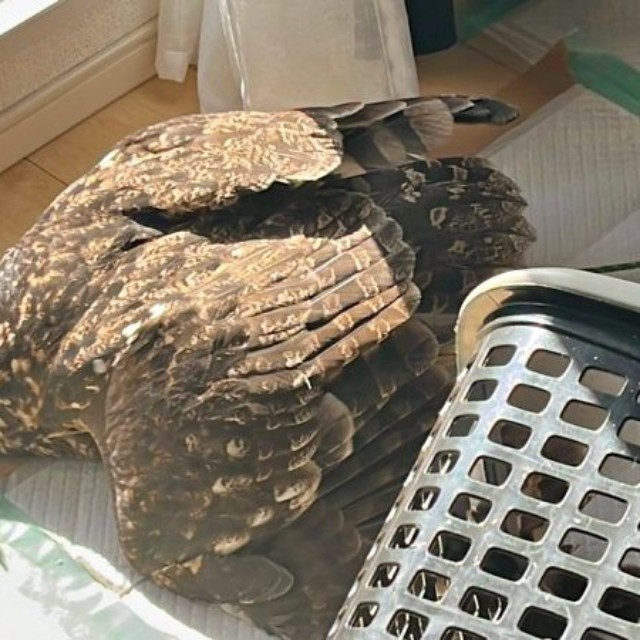 いつもの日向ぼっこスタイル♡ 気持ち良さそうなアルタイルちゃん（画像提供：アフワシのアルタイルさん）