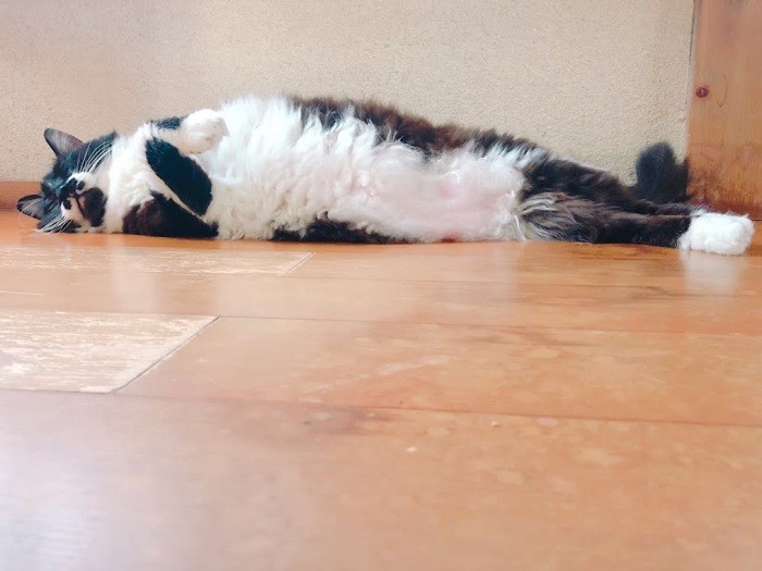 2019年夏、びよーんと伸びて寝ている、ながーいめめちゃん（そらみずほさん提供）