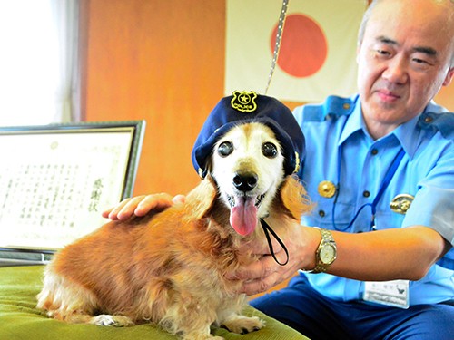 忍びこんだ泥棒　老犬ルーシー、ほえて暴れて、家族に知らせる