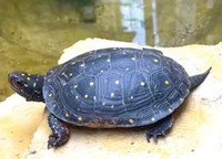 冬眠から覚めて活動再開した亀／投稿主さん提供※画像はトリミングしています