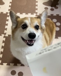 輸血を受けたぽてちくん。引き続き、輸血の協力をお願いしているという（ぽてちくんの飼い主さん提供）