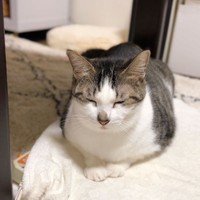 ホットマットの上でうとうと・・・＝napo_napo_さん提供

