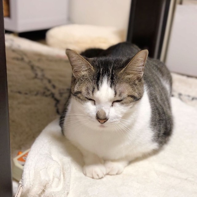 ホットマットの上でうとうと・・・＝napo_napo_さん提供

