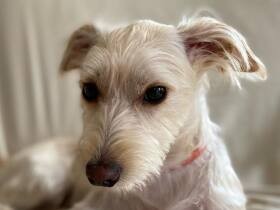 次もよろしくね　トリミング後のご褒美おやつに大満足したMIX犬「久遠」